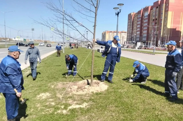 «Единая Россия» позаботилась о более чем 1000 деревьях в Йошкар-Оле в рамках акции «Чистая страна»