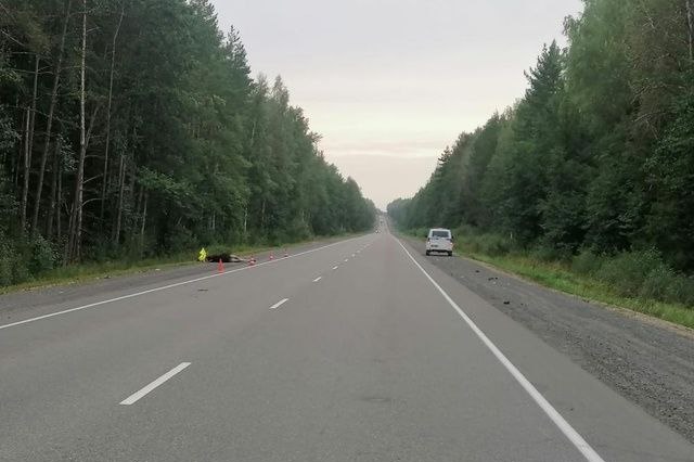 С начала года шесть человек получили травмы в ДТП с дикими животными