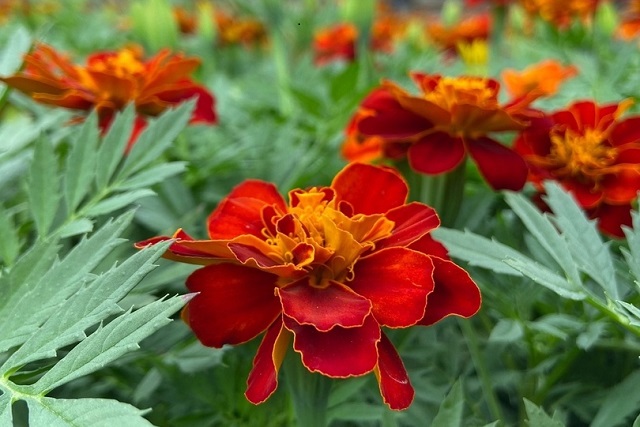 Специалисты готовы украсить клумбы Йошкар-Олы цветами