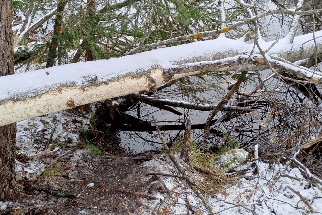 В национальном парке «Марий чодра» бобры готовятся к зиме  В национальном парке «Марий чодра» бобры готовятся к зиме