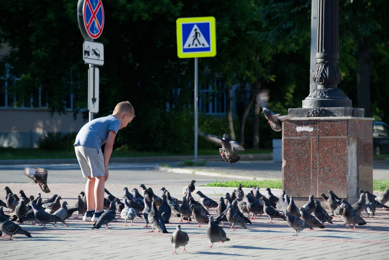 Кормление голубей несёт большие риски для здоровья 