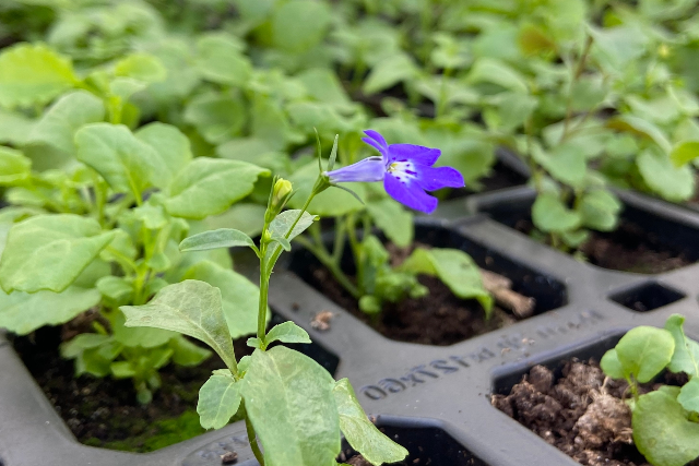 В Йошкар-Оле расширяют программу цветочного оформления