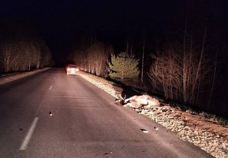 В Марий Эл с начала года 7 человек пострадали в ДТП с дикими животными  