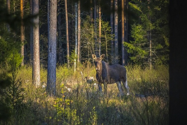 Специалисты назвали места сезонного перемещения диких животных 