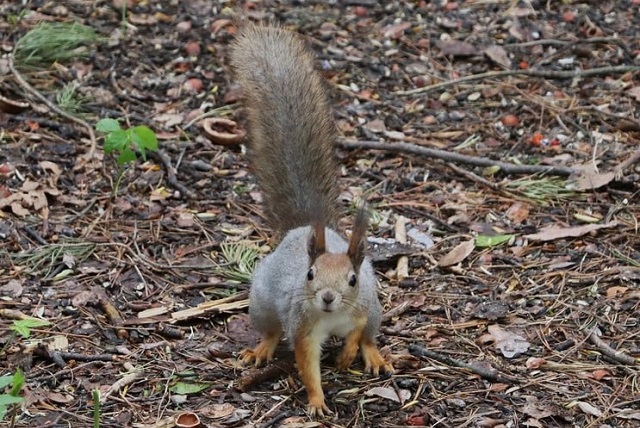 В Центральном парке культуры Йошкар-Олы снова появятся белки 