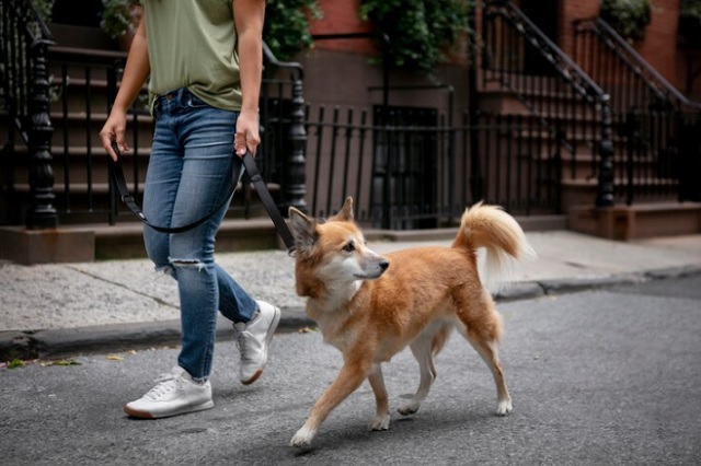 В Марий Эл вводится ответственность за выгул собак 
