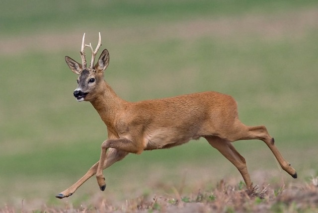 В Марий Эл в два раза увеличилось число сибирских косуль В Марий Эл в два раза увеличилось число сибирских косуль