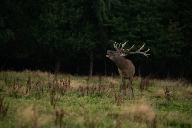 Специалисты предупреждают водителей о выходе лосей на дороги