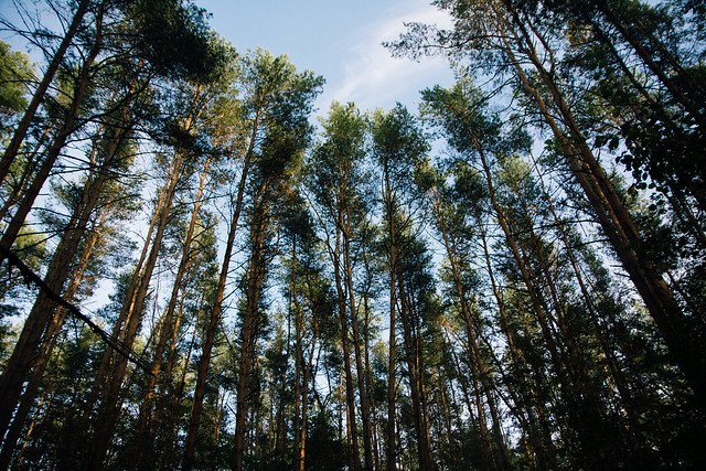 В Марий Эл изучают редкие и исчезающие виды животных 