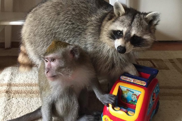 В селе Ронга Советского района незаконно жили еноты и обезьяны 