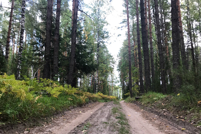 За неделю 194 жителя Марий Эл пострадали от укусов клещей