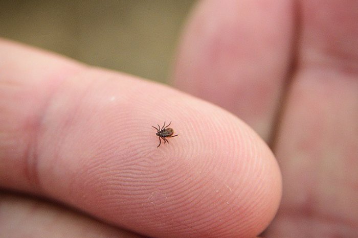 Случаев клещевых инфекций в Марий Эл пока не зафиксировано