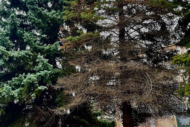 В мэрии обсудили вопросы об усыхающих елях на площади имени Ленина  